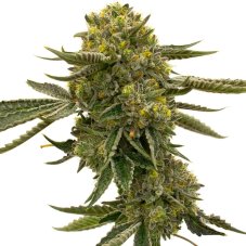 Blimburn Seeds Lemon OG feminizovaná semena