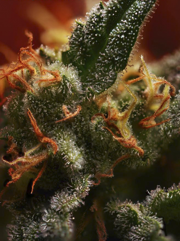 Black Jack Fast Version - feminizované semienka 10 ks Sweet Seeds