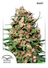 Skunk 1 - Standardized Seeds 10 pcs Dutch Passion