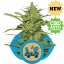 Fast Eddy Automatic - Feminized and Autoflower Seeds 10 pieces of Royal Queen Seeds