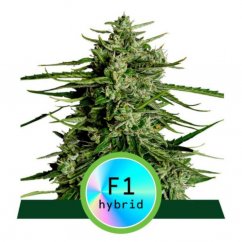 Titan F1 - automatycznie kwitnące nasiona marihuany 10 sztuk, Royal Queen Seeds