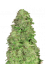 CBD 20:1 Auto Feminizowane Nasiona - 5