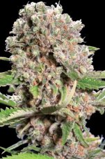 Paradise Seeds Chongs Choice Mendocino Skunk feminisierte Hanfsamen