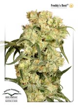 Freddy's Best - feminized seeds 5 pcs Dutch Passion