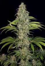 T.H. Seeds La S.A.G.E. CBD feminizovaná semena