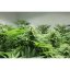 Afghan Skunk 18 szt. Standaryzowane nasiona Mr. Nice