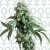 Jack Flash n.5 - feminizovaná semínka 10ks Sensi Seeds