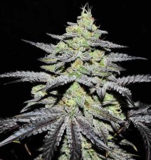 Delicious Seeds GR-APE feminised seeds