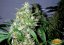 Sour Diesel Auto - fem. a autoflowering semienka 3ks Dinafem