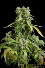 Blue Cheese Auto - feminized and autoflowering Seeds 12 pcs Natural Seeds