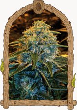 Z&Z - feminized marijuana seeds, 3pcs Exotic Seed