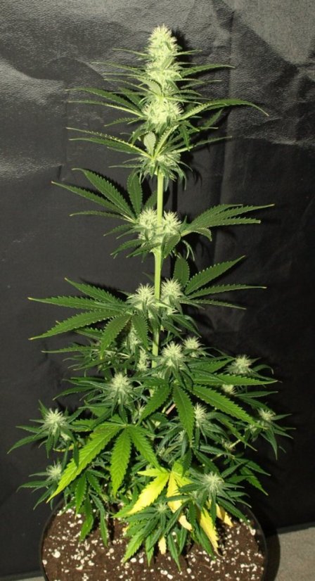 Northern Lights N.5 x Haze 10 ks štandardizované feminizované semená Sensi Seeds