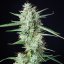 Sirup auto - feminizované semená, 3 ks, Buddha Seeds
