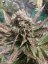Icecream 5 ks - feminizované semená Paradise Seeds