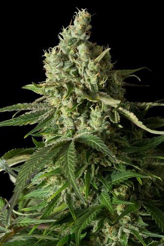 Moby Dick CBD - 3 feminizowane nasiona Dinafem