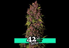 Crystal Meth Auto - automatycznie kwitnące nasiona marihuany 3 szt Fast Buds