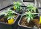 Guide to the Vegetative Growth Stage of Cannabis Plants