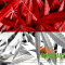 Poland Legalizes Medical Cannabis!