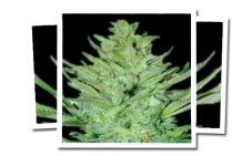 Emerald Triangle Headlights Kush Auto feminizovaná semena