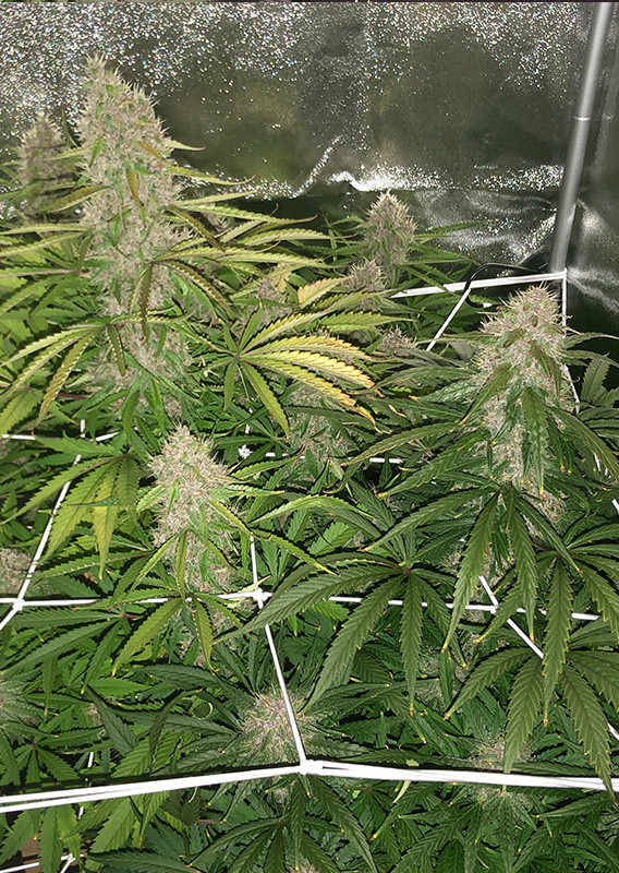 Desfrán - autoflower feminizované semienka 3 Ks Dutch Passion