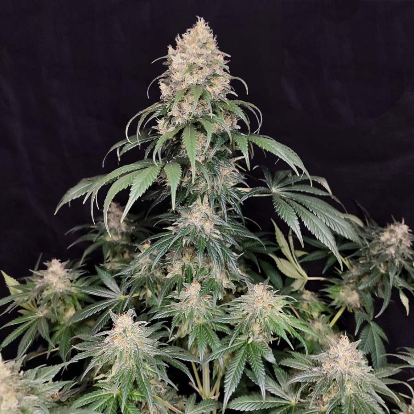 Medikit - Feminized Seeds, 10 pcs, Buddha Seeds