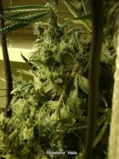 Arjan 's Strawberry Haze 10 ks (Indoor), feminizované semená Green House Seeds