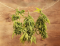 Useful Tips for Properly Drying Hemp