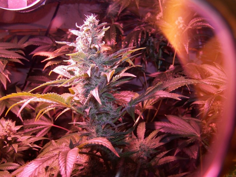 Cream Caramel – feminizované semienka 10ks Sweet Seeds