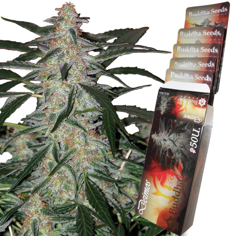 Deimos Auto - feminizované semená, 3 ks, Buddha Seeds