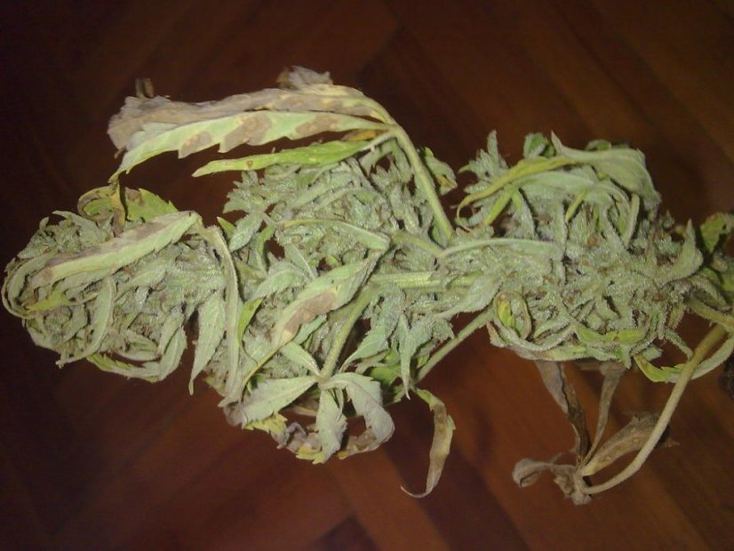 Automaria II - feminizovaná a samonakvétací semínka 3ks Paradise Seeds