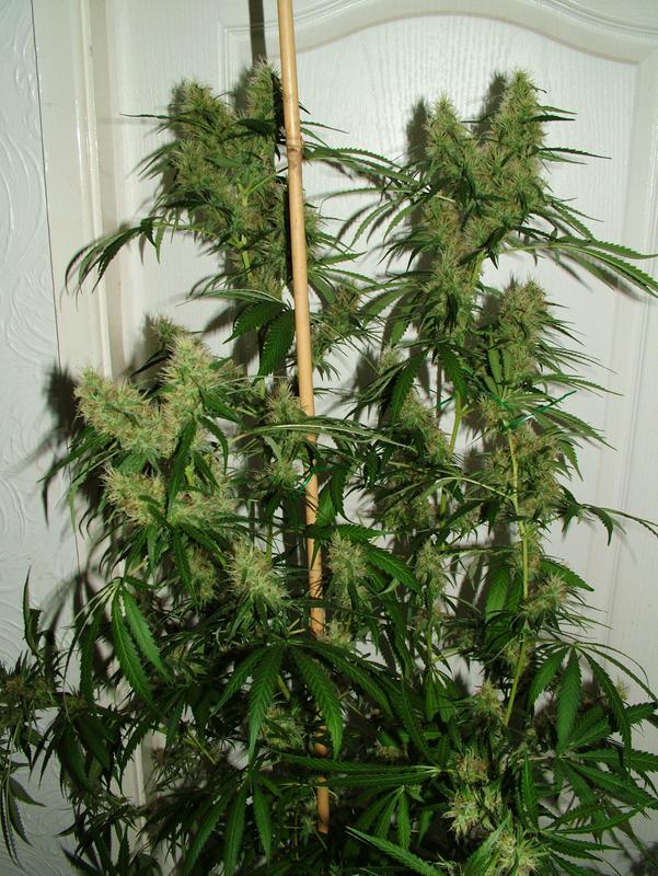 Amnesia Haze 10 ks (Indoor), regulárny semená Hy-Pro
