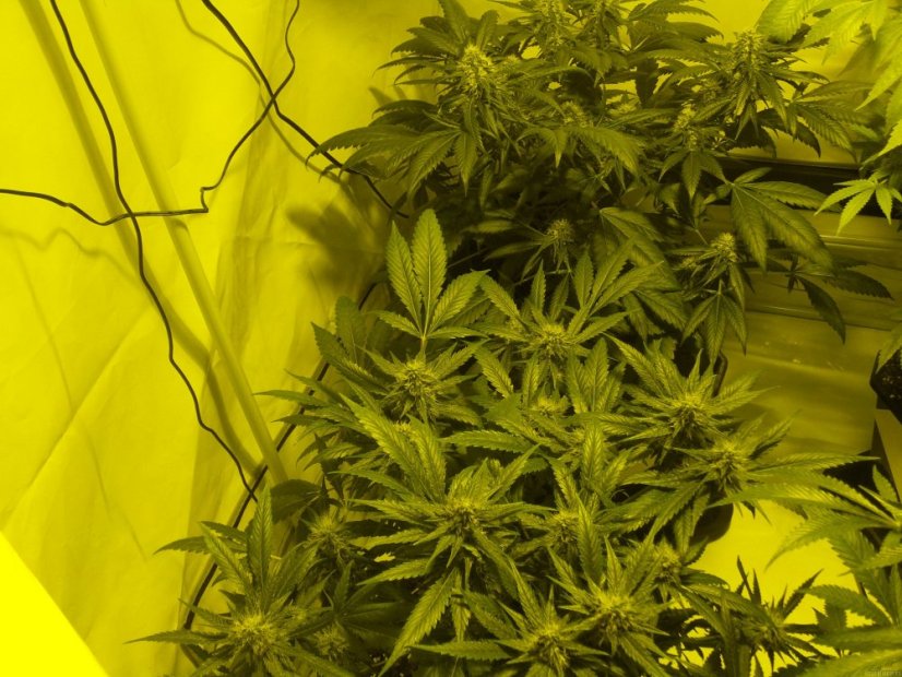 Shiva Skunk 10 ks štandardizované feminizované semená Sensi Seeds