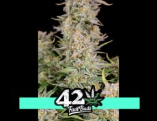 Bruce Banner Auto - Autoflowering Marihuana Samen 5 Stück Fast Buds