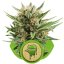 Sweet Skunk Automatic - feminizirano i autocvjetajuće sjeme 5 kom Royal Queen sjeme