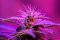Cannabis Flower Stages: When Flowering of Marijuana Begins and Ends