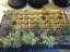 Auto Blue Amnesia - autoflowering seeds 5 pcs Ministry of Cannabis