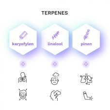 Wellness CBD - gefeminiseerde zaden 10 st Cannapio