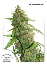 Dutch Passion Compassion Lime CBD Auto feminizovaná semena