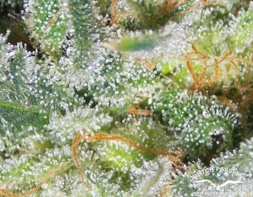 AutoWhite Widow®- samonakvétací semínka 7 ks Dutch Passion