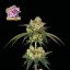 Bubba Cheesecake - feminizowane nasiona konopi 10 sztuk, Seedsman
