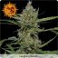 Laughing Buddha - nasiona feminizowane 10 sztuk Farmy Barneya