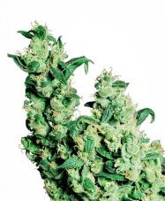 Jack Herer - nasiona 3 szt. feminizowane Sensi Seeds