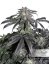 Bubba Island Kush® - feminizované semienka 3 ks Dutch Passion