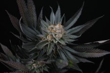 Perfect Tree Seeds Mimozz feminized seeds