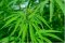 Sativa vs. Indica
