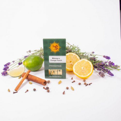 Mimosa X Orange Punch - feminizované semená 10 ks Barney´s Farm