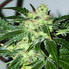 Acid - feminizované semená 5 ks Paradise Seeds