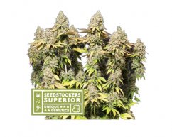 Rucu Cucu OG Auto - Autoflowering cannabis seeds 5 pcs, Seedstockers