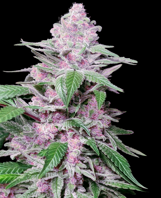 Purple Cookie Kush - Feminized cannabis seeds 5 pcs, Sensi Seeds