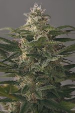 OG Kush – 10 feminizovaných semen Dinafem